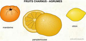 Fruits charnus - agrumes (Dictionnaire Visuel)