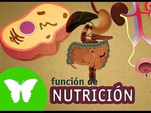 La función de nutrición (Eduteca)