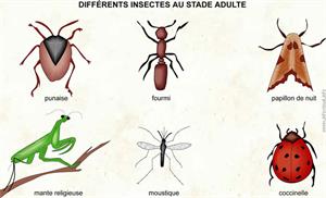 Insectes (Dictionnaire Visuel)