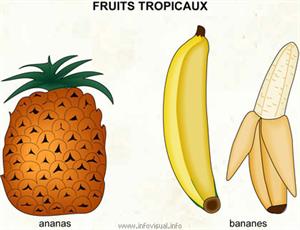 Fruits tropicaux (Dictionnaire Visuel)