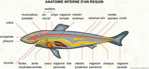 Anatomie interne d'un requin (Dictionnaire Visuel)