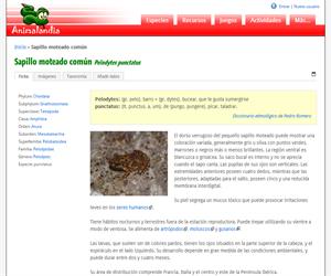 Sapillo moteado común (Pelodytes punctatus)