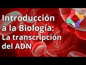 El proceso de transcripción al ARN