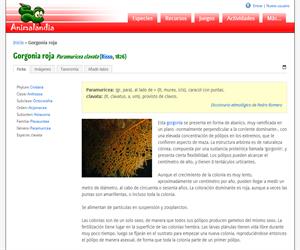 Gorgonia roja (Paramuricea clavata)