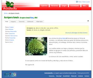 Acrópora tenuis (Acropora tenuis)