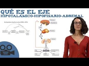 Qué es el Eje hipotalámico-hipofisario-adrenal