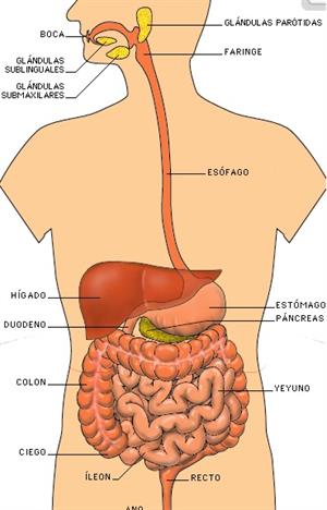 Puzzle del aparato digestivo (puzzlesjunior.com)