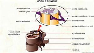 Moelle épinière (Dictionnaire Visuel)
