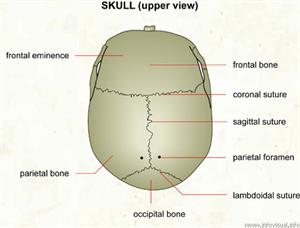 Skull (upper view)  (Visual Dictionary)