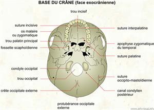 Base du crâne (face exocrânienne) (Dictionnaire Visuel)