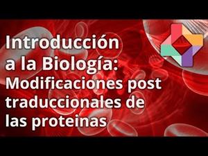 Modificaciones post-traduccionales de las proteínas (educatina.com)