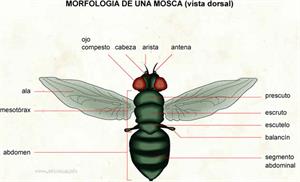 Morfologia de una mosca (Diccionario visual)