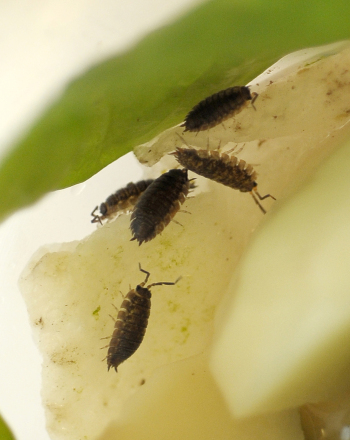 Sow Bug and Pill Bug Behavior