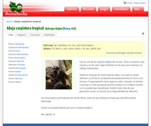 Abeja carpintera asiática (Xylocopa laticeps)