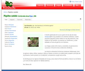 Piquitos castaña (Carcharodus alceae)