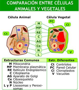 Células animales y vegetales (Educarchile)