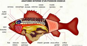 Anatomie interne d'un poisson osseux (Dictionnaire Visuel)