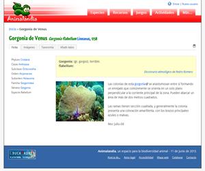Gorgonia de Venus (Gorgonia flabellum )