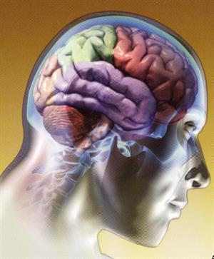 Propuesta de webquest sobre el cerebro humano