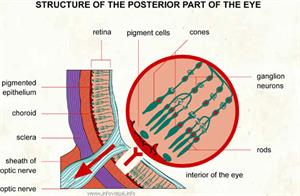 Structure of the posterior part of the eye  (Visual Dictionary)