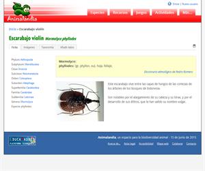 Escarabajo violín (Mormolyce phyllodes)