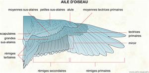 Aile d'oiseau (Dictionnaire Visuel)