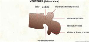 Vertebra (lateral view)  (Visual Dictionary)