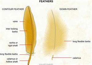 Feathers  (Visual Dictionary)