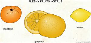 Fleshy fruit - citrus (2)  (Visual Dictionary)