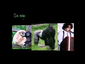 Aclaración sobre los monos (Khan Academy Español)