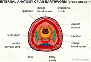 Earthworm  (Visual Dictionary)