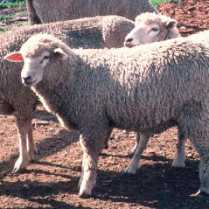Uruguay ganadero: ovinos