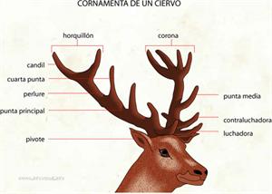 Cornamenta de un ciervo (Diccionario visual)