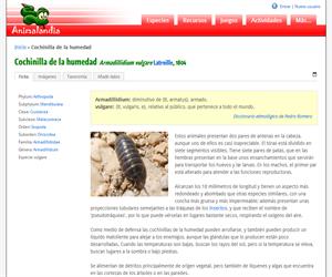 Cochinilla de la humedad (Armadillidium vulgare)