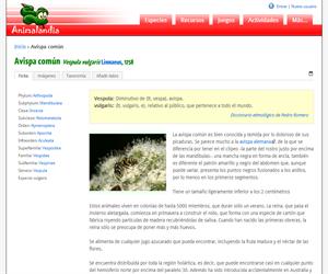 Avispa común (Vespula vulgaris )