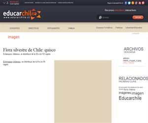 Flora silvestre de Chile: quisco (Educarchile)