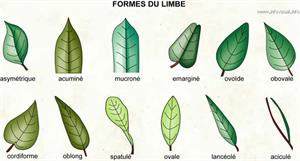 Formes du limbe (Dictionnaire Visuel)