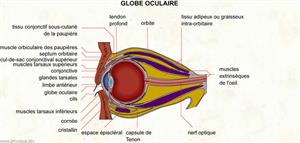 Globe oculaire (Dictionnaire Visuel)