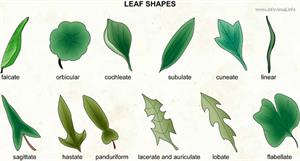 Leaf shapes (2)  (Visual Dictionary)