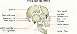 Osteología del cráneo (Diccionario visual)