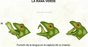 La rana verde (Diccionario visual)