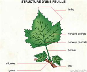 Feuille (Dictionnaire Visuel)