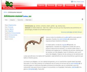 Schistosoma mansoni (Schistosoma mansoni)
