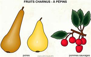 Fruits charnus - à pépins (Dictionnaire Visuel)