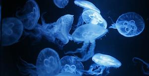¿Por qué duele tanto la picadura de una medusa?