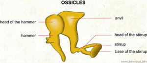Ossicles  (Visual Dictionary)