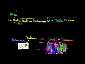 Fotosíntesis reacciones luminosas y foto fosforilación (Khan Academy Español)