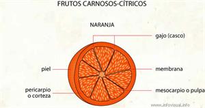 Cítricos (Diccionario visual)