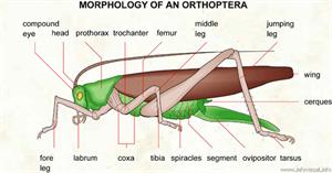 Orthoptera  (Visual Dictionary)
