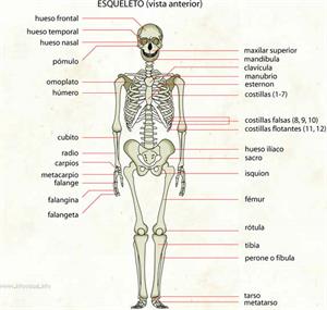 Esqueleto (Diccionario visual)